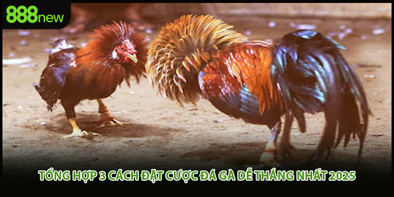 Tổng hợp 3 cách đặt cược đá gà dễ thắng nhất 2025