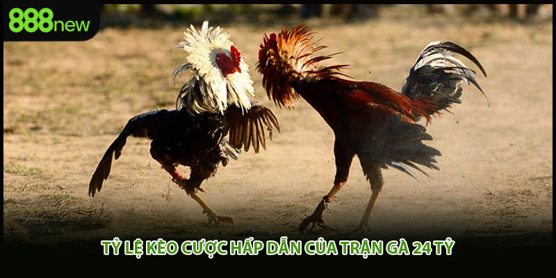 Tỷ lệ kèo cược hấp dẫn của trận gà 24 tỷ 